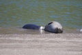 Alifornia. Seals are on the mouth of the Russian River